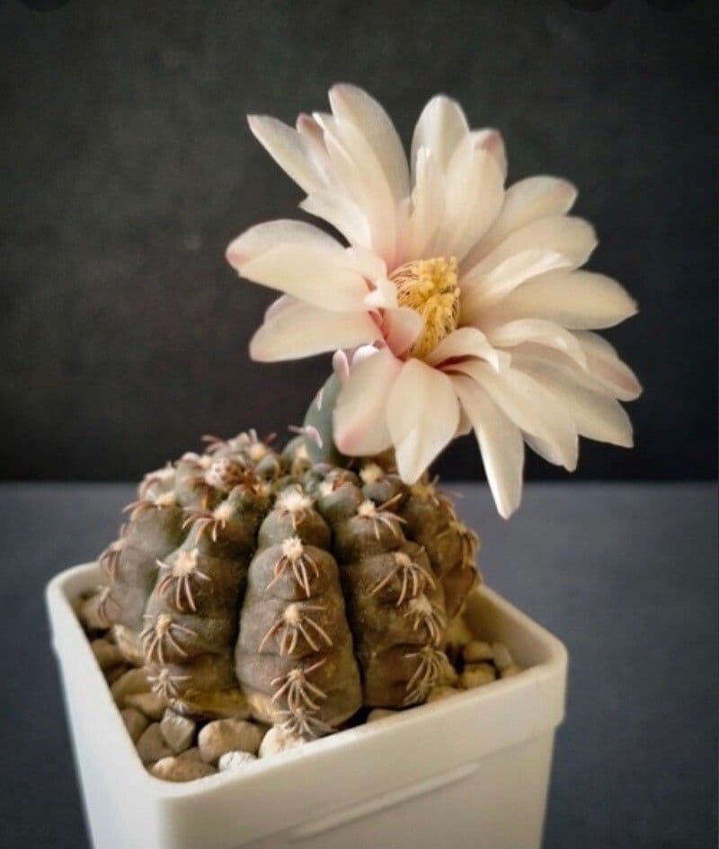 Cactus a palla 3