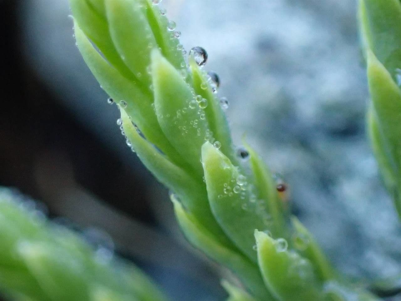 Lycopodium alpinum 4