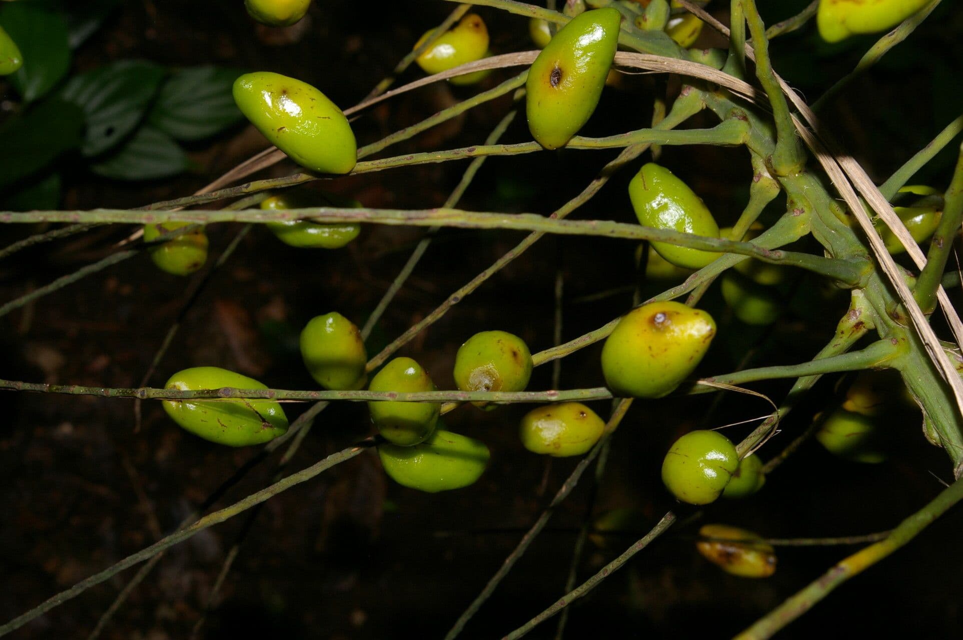 Synechanthus 4