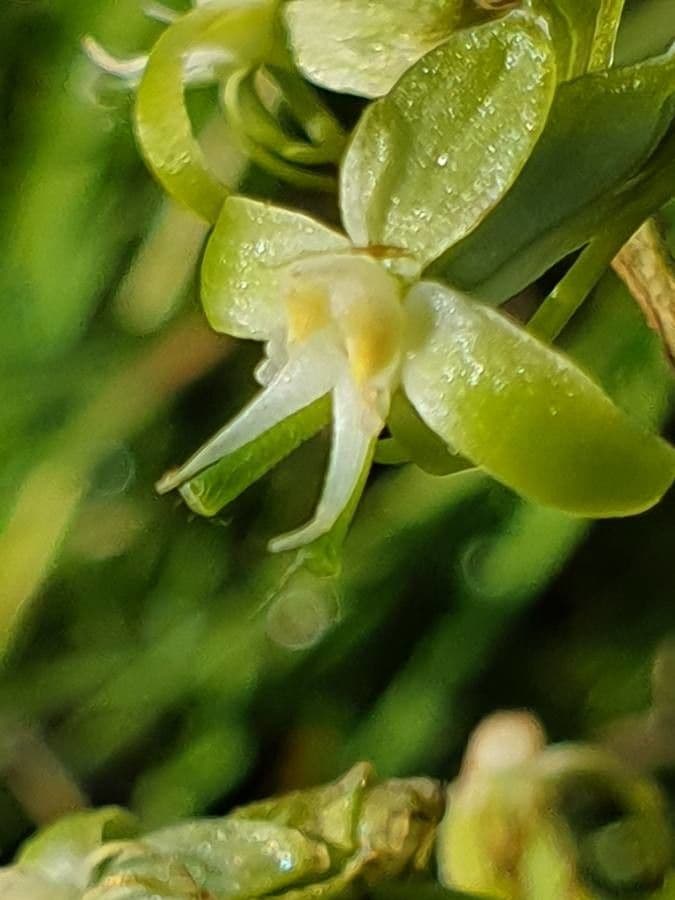 Habenaria 3