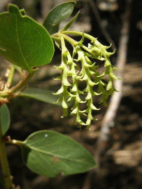 Arbutus patula 2