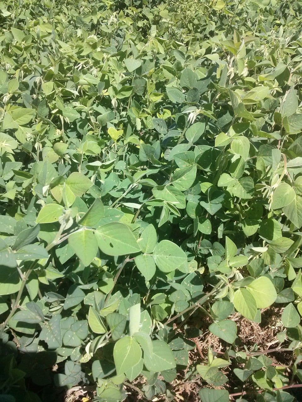 Desmodium 12