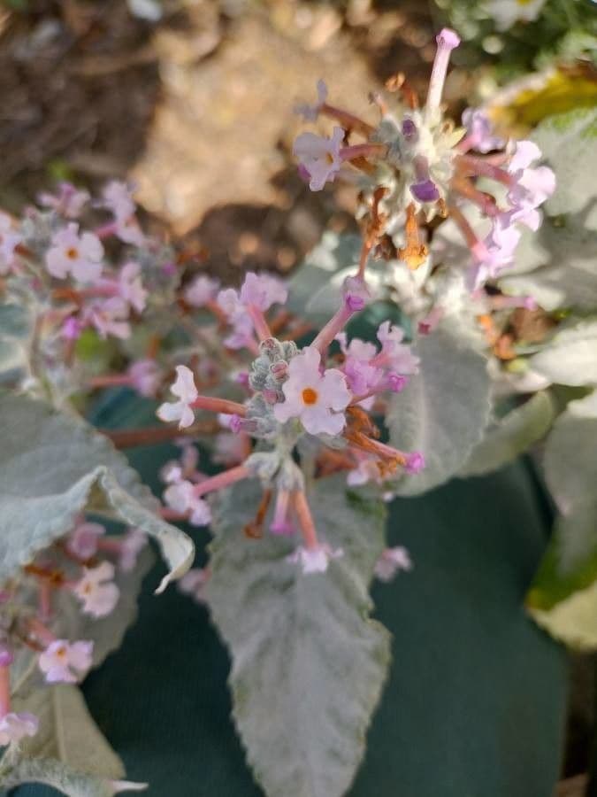Albero delle farfalle 2