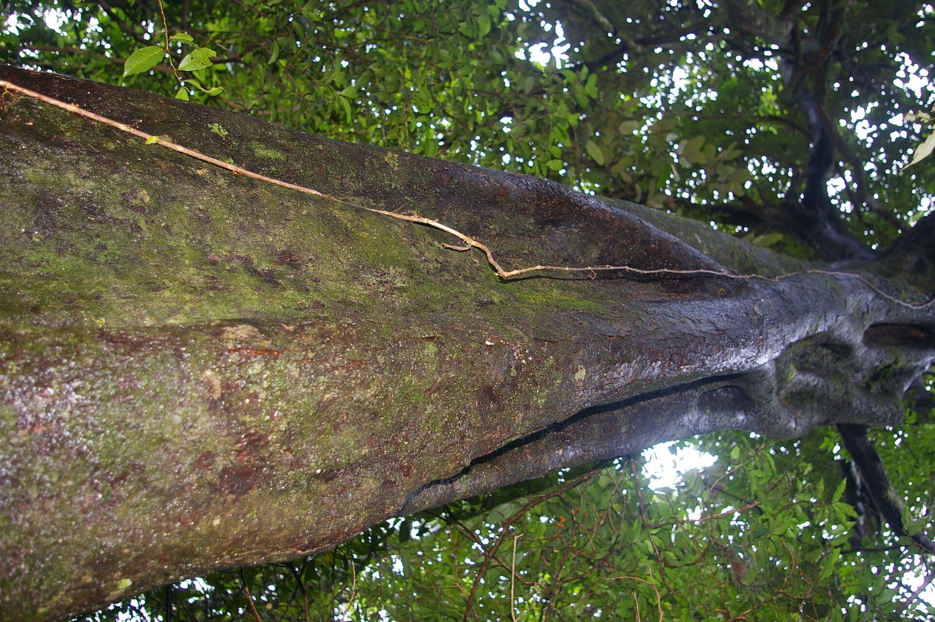 Symplococarpon 8