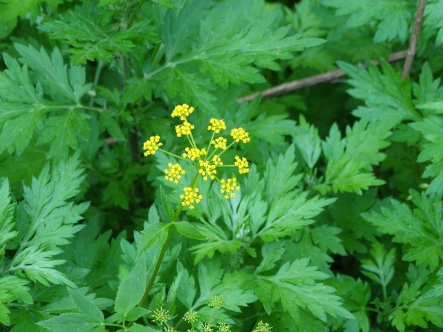 Zizia trifogliata 2