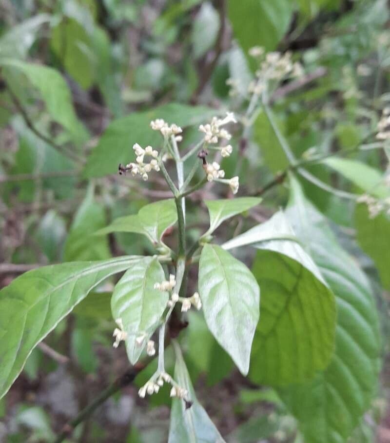 Psychotria nervosa 9