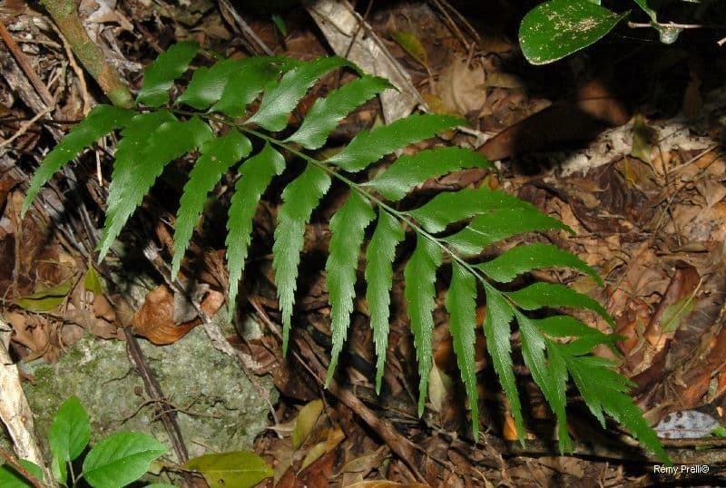 Asplenium polyodon 6