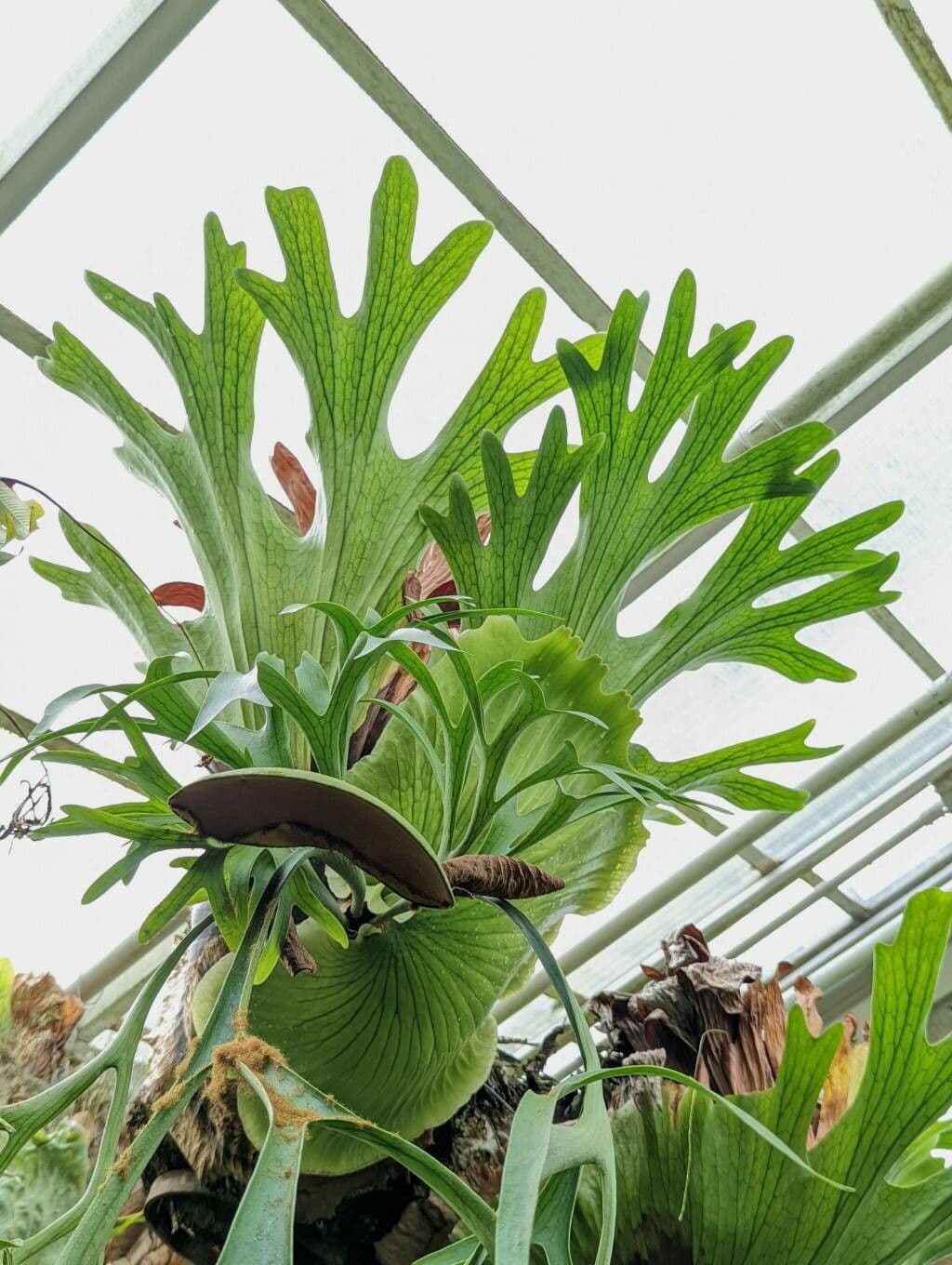 Geweihfarn 4
