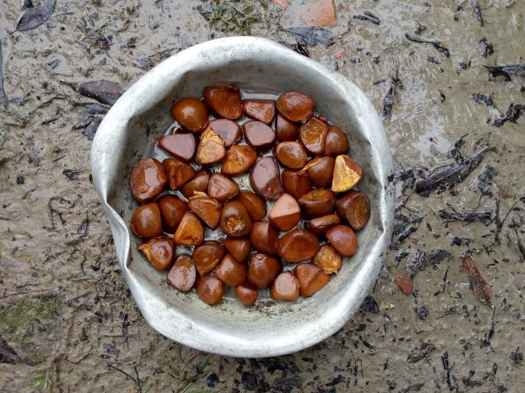 Carapa 3