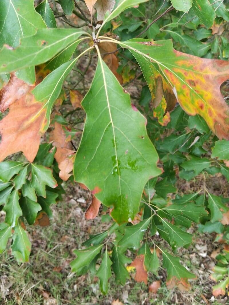 Quercia ilex 10