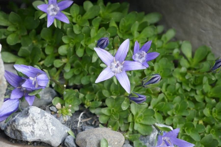 Campanula di Cenis