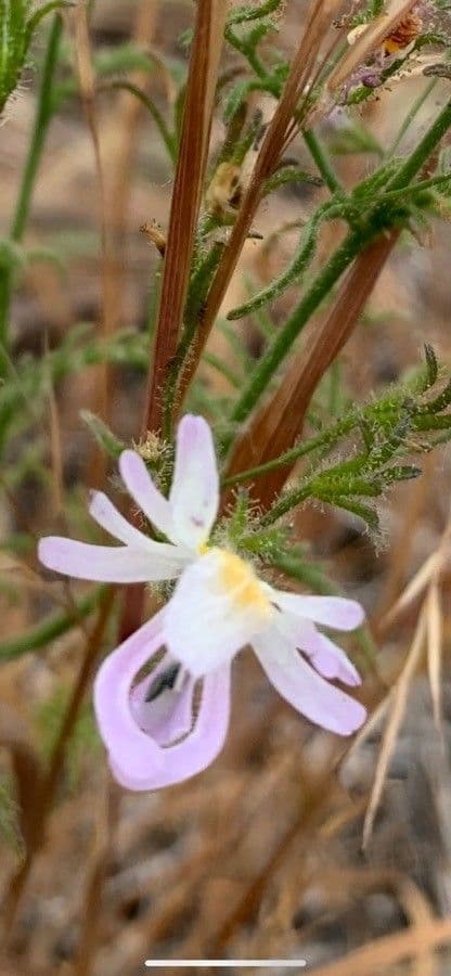 Schizanthus 3