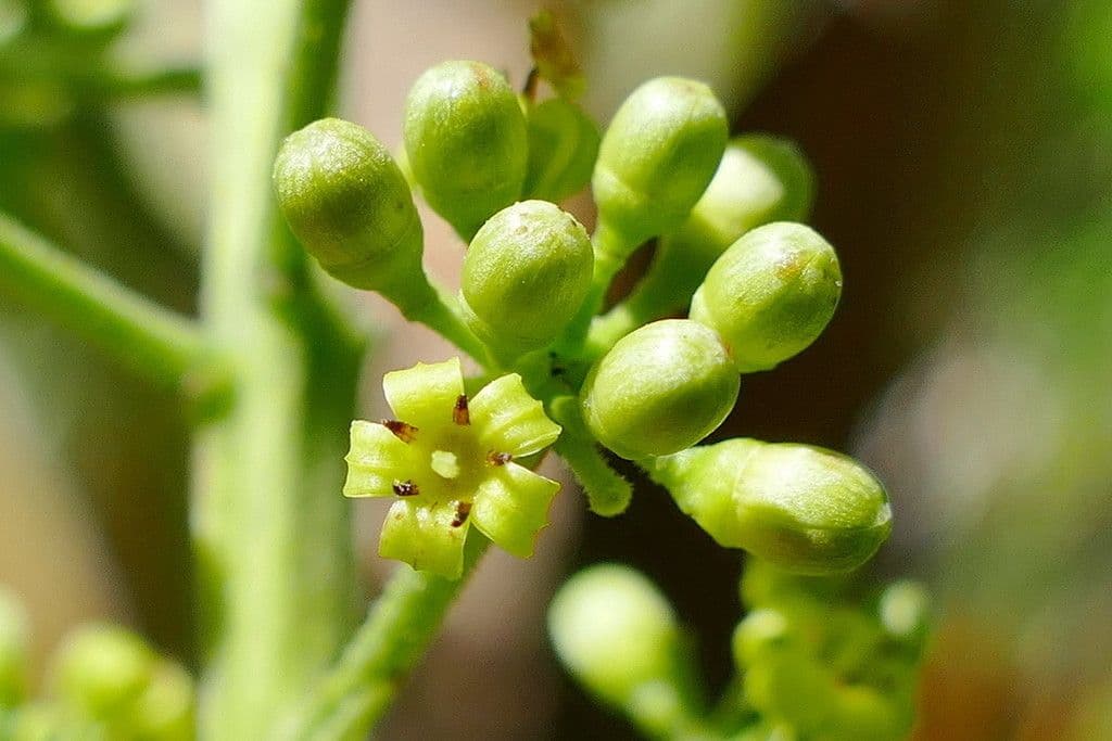 Polyscias 3