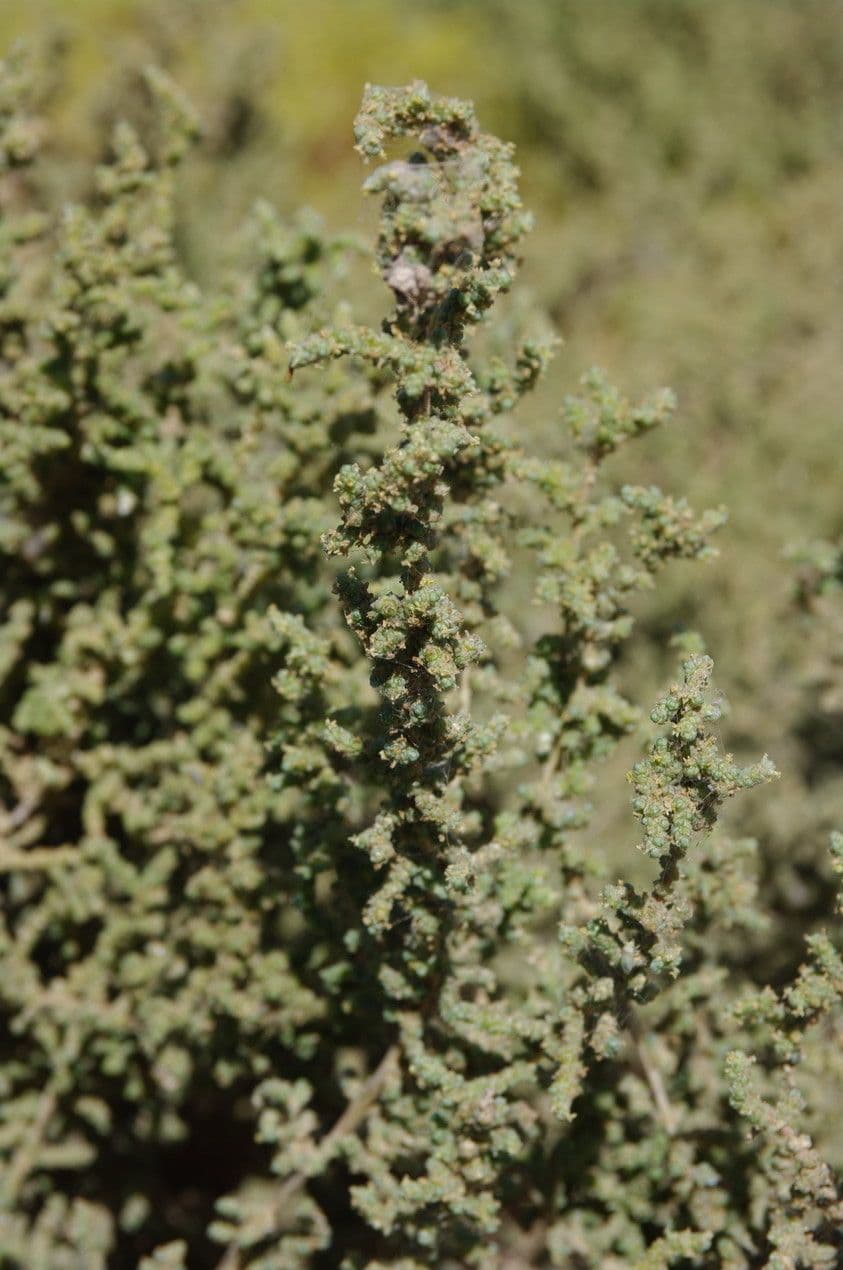 Caroxylon 19