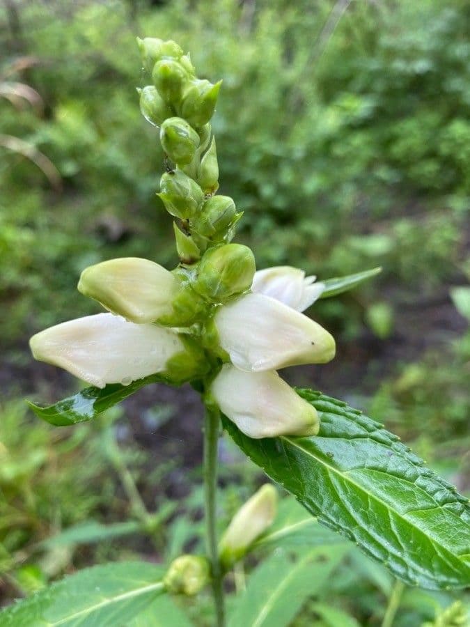 Chelone glabra 5