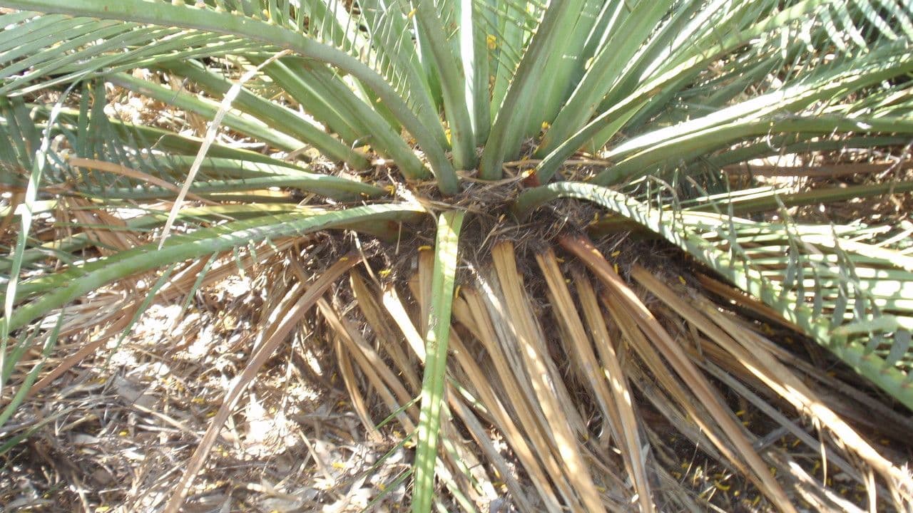 Macrozamia 11