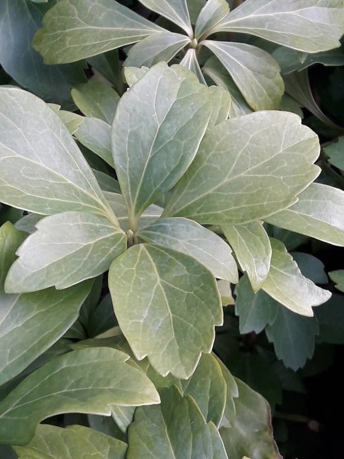 Pachysandra terminale 19