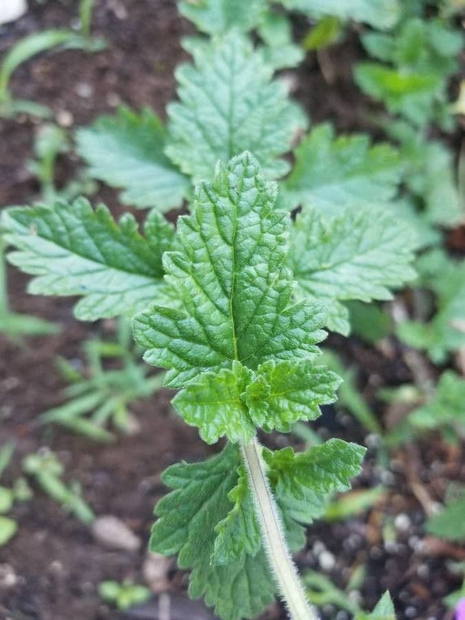 Verbena rigida 17