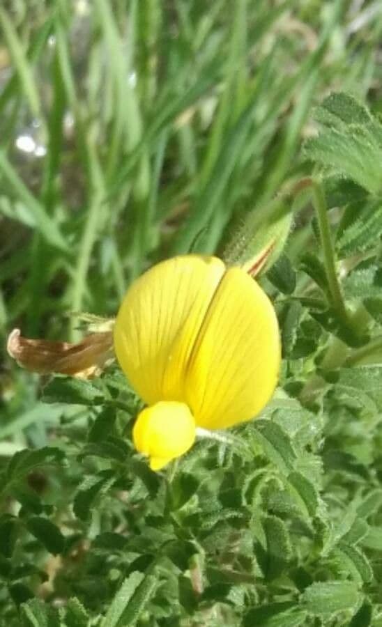 Bugrane jaune 6