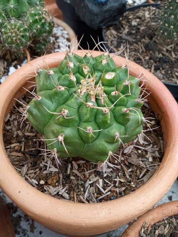 Cactus 19