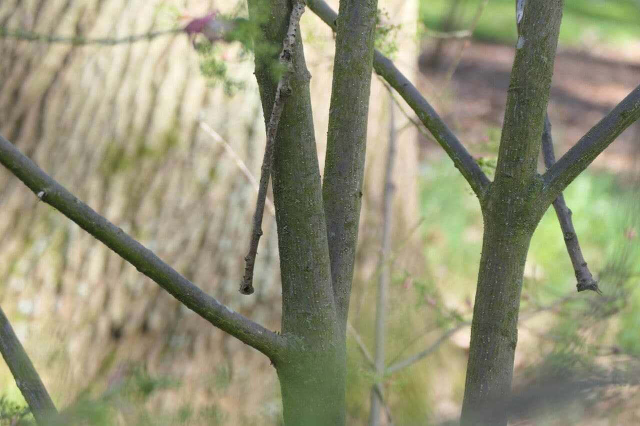 Euonymus oxyphyllus 12