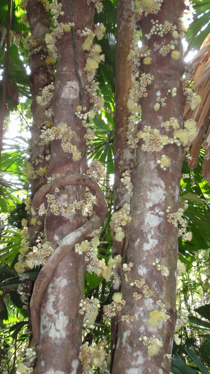 Syzygium 9