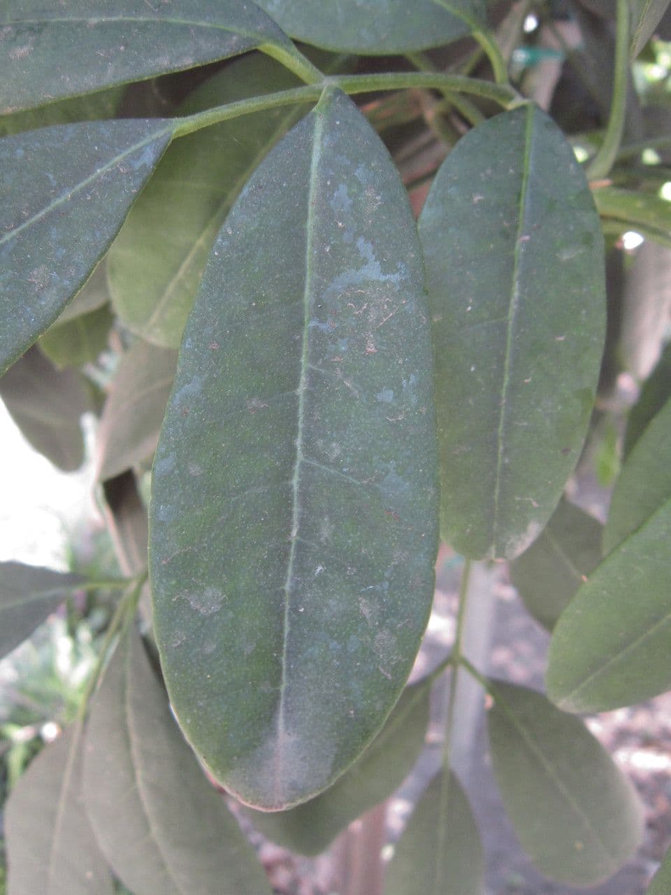 Pilocarpus pernatý 18
