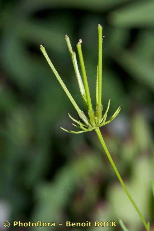 Scandice stellata 2