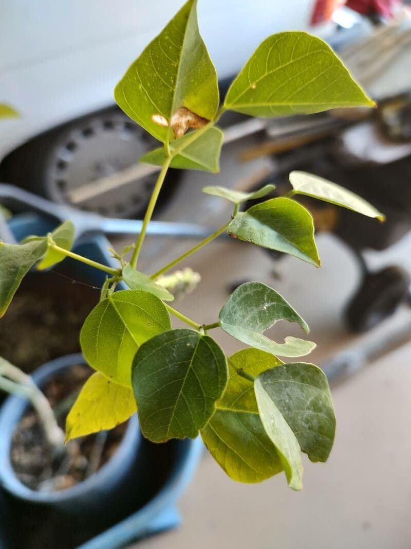 Erythrina 20