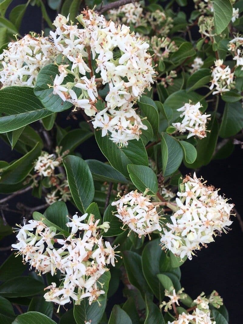 Calycophyllum 5