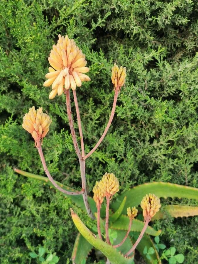 Aloe 3