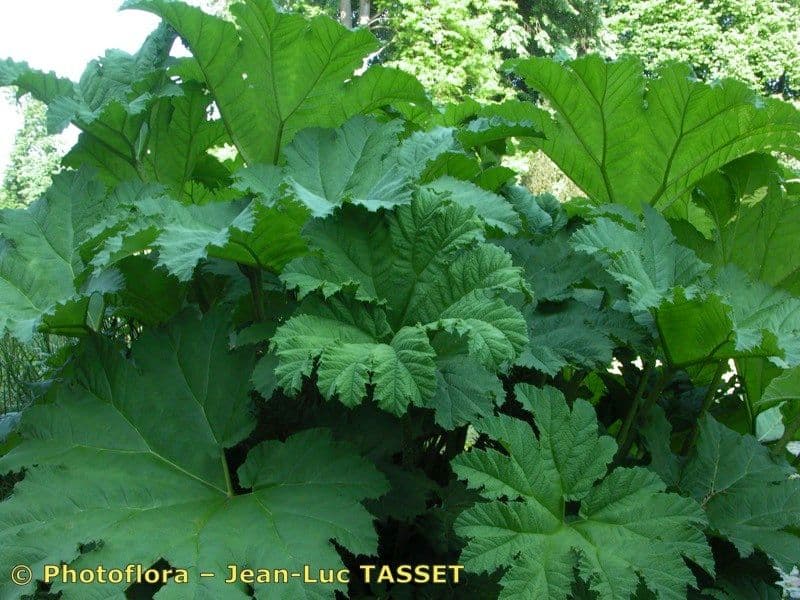 Gunnera tinctoria 27