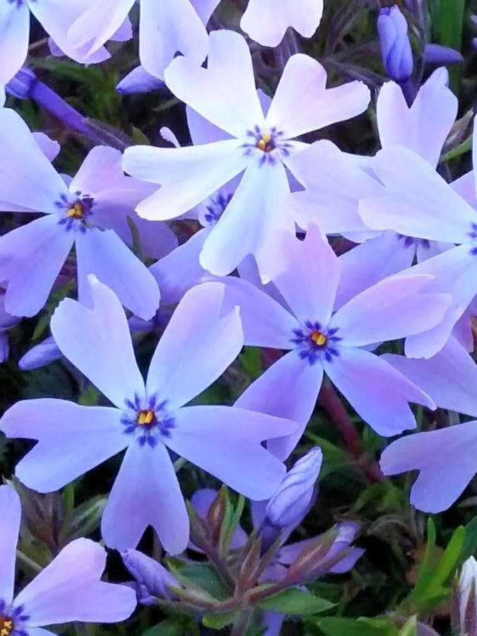 Phlox subulato 5