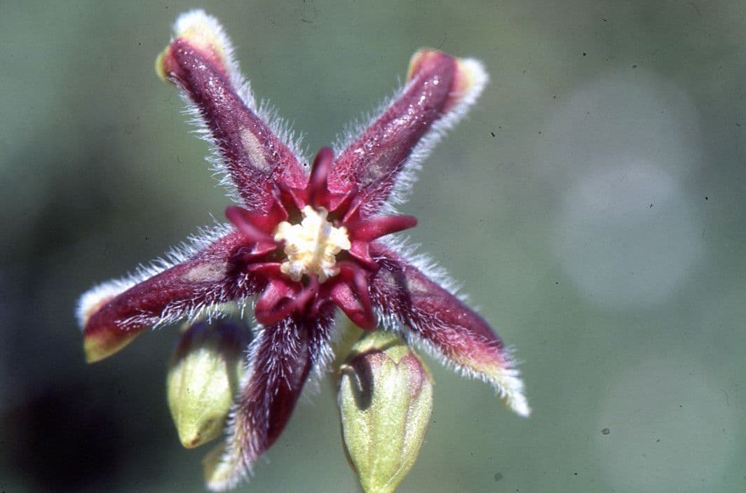 Periploca greca 10