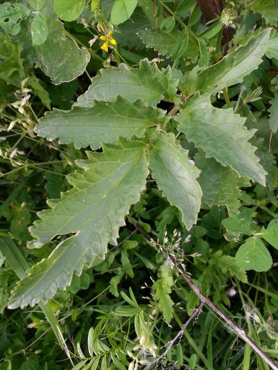 Scrophularia 15