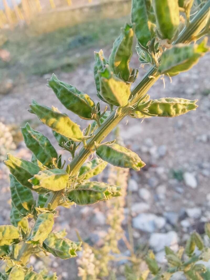 Reseda bianca 5