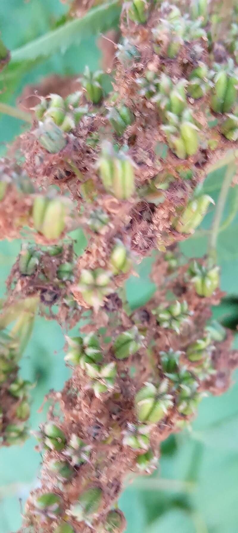 Sorbaria