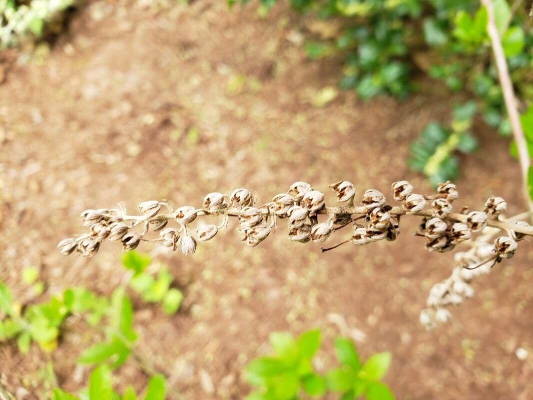 Clethra 3