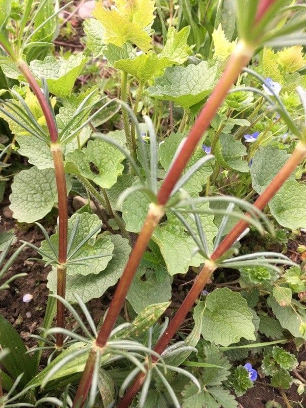 Asperula 18