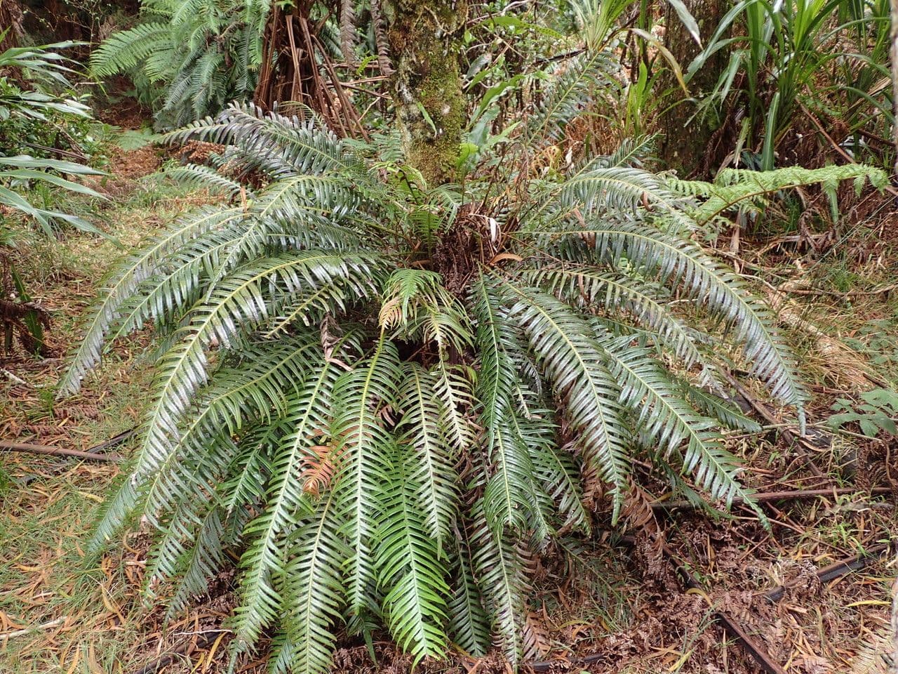Blechnum attenuatum 8