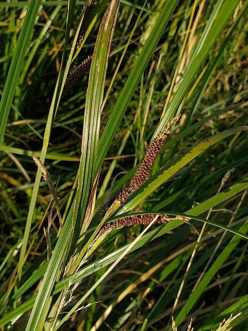 Carice minore 20