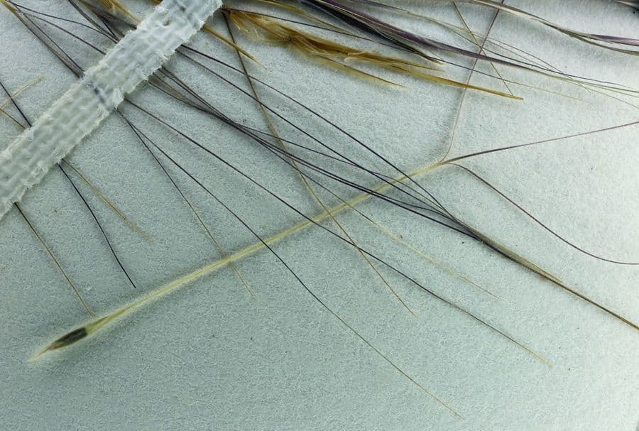 Aristida californica 2