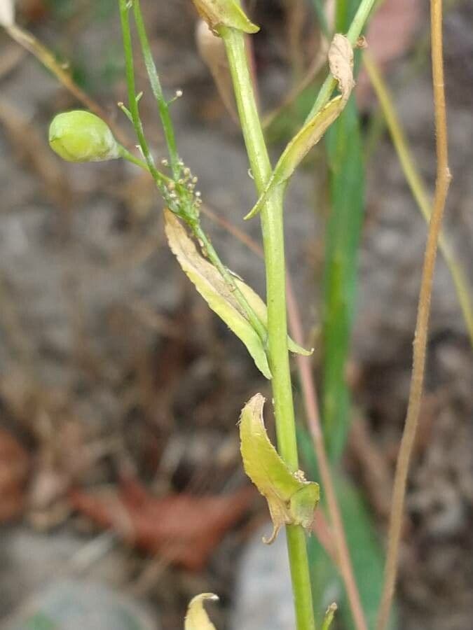 Camelina 17