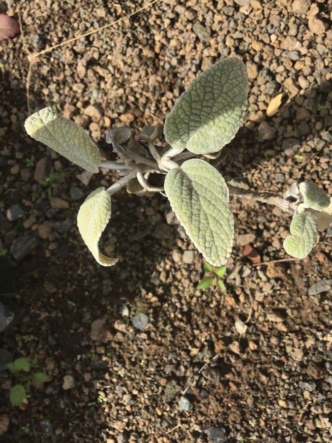 Sideritis 2