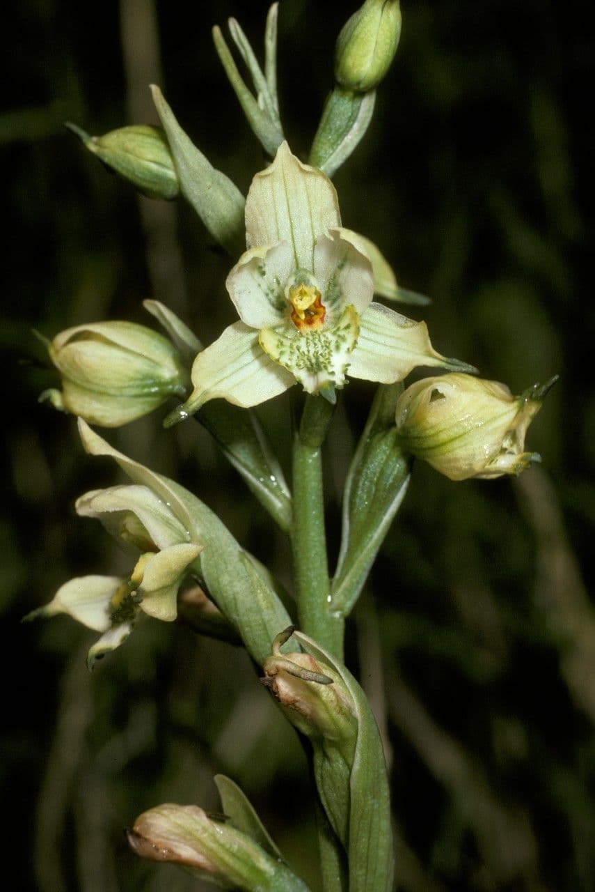 Gavilea 2