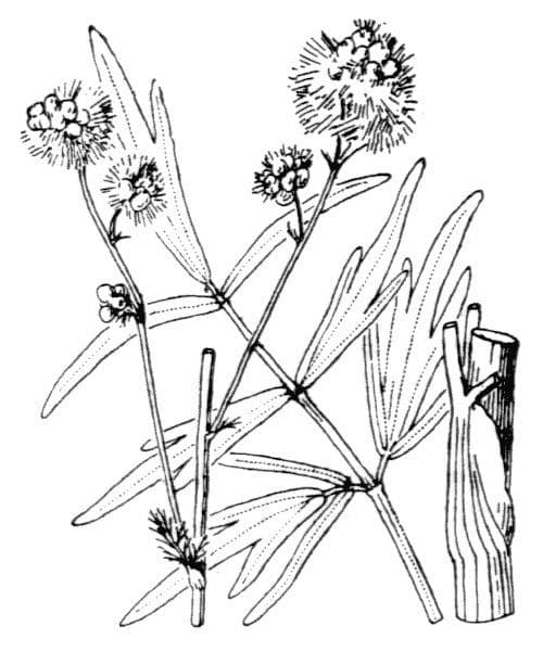 Thalictrum lucidum 16