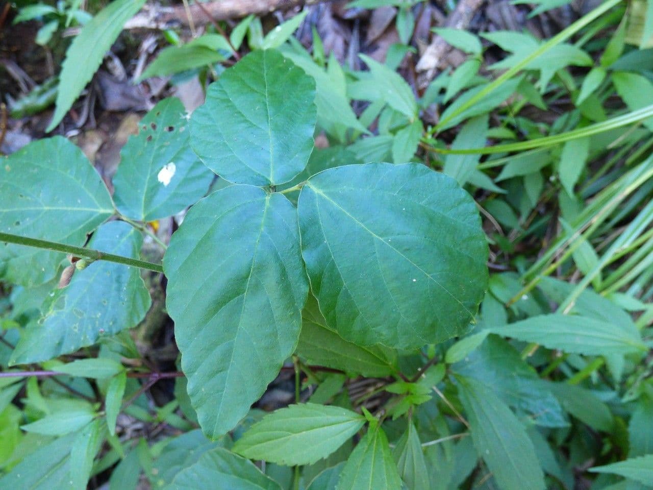 Hylodesmum 10
