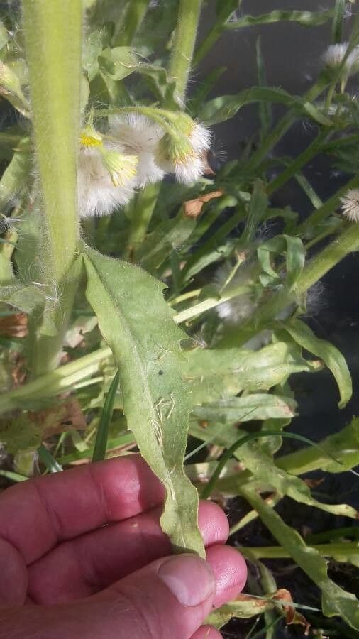 Tephroseris di palude 10