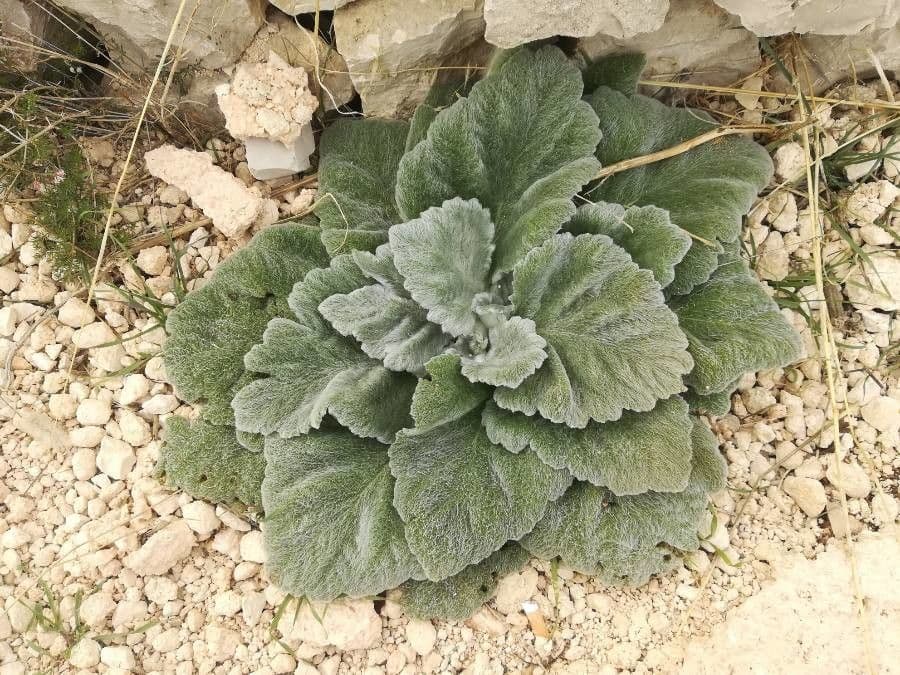 Salvia argentea 13