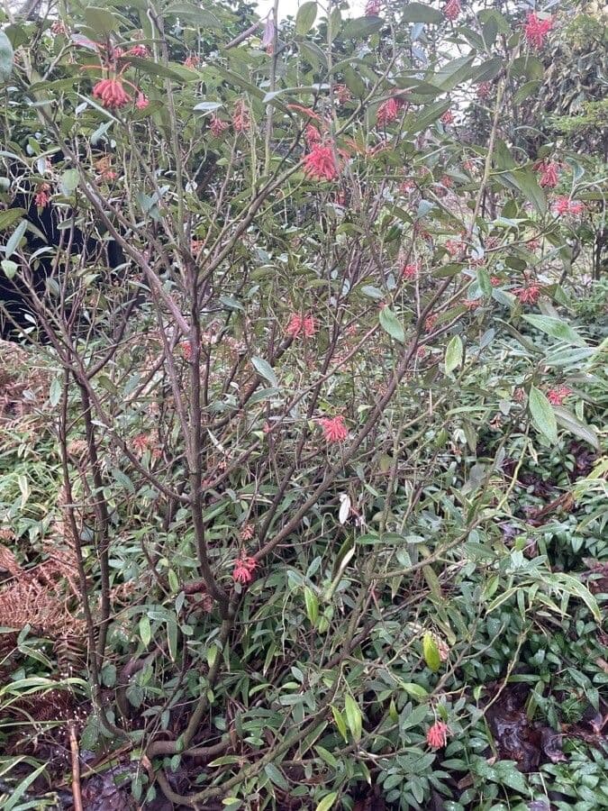 Grevillea reale 6